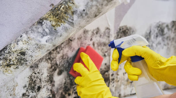 Professional Mold Inspection, Removal & Remediation in Teviston, CA